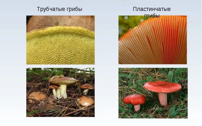 Чем трубчатые грибы отличаются от пластинчатых