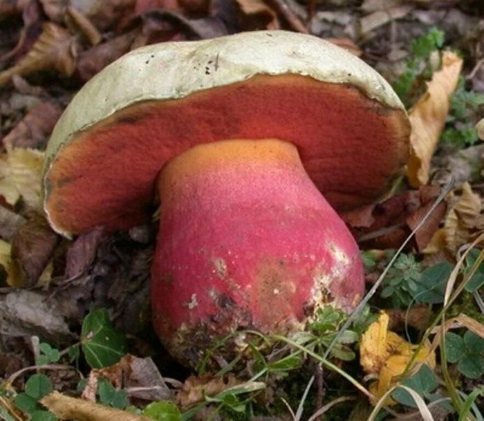 Чем трубчатые грибы отличаются от пластинчатых