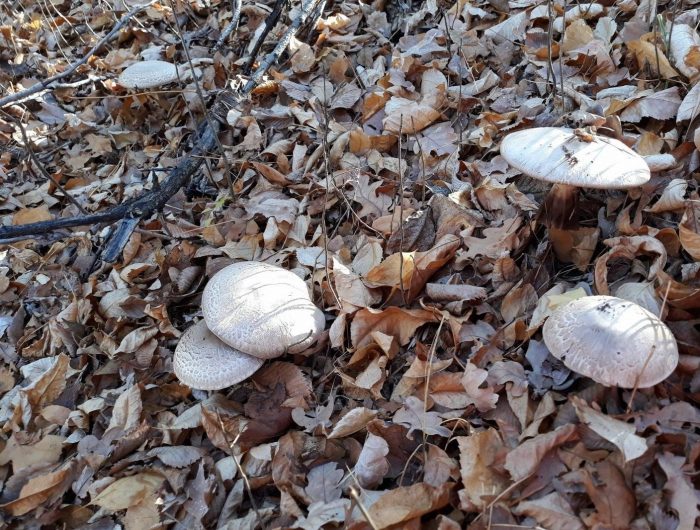 Где собирают грибы в Астрахани