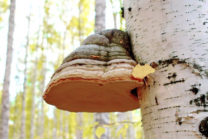 Можно есть грибы растущие на дереве