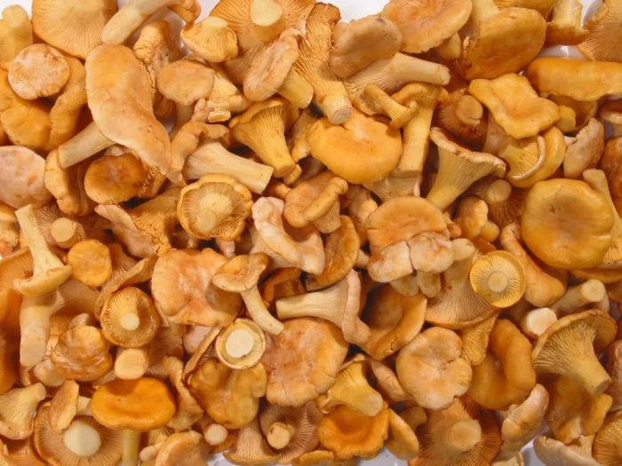Как готовить лисички грибы чтобы не горчили