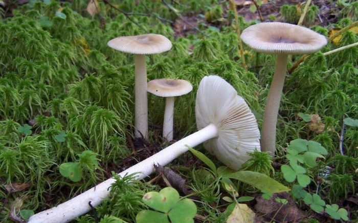 10 грибов на тонкой ножке