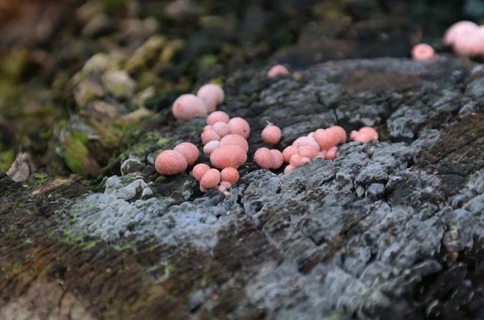 Самые маленькие грибы в мире