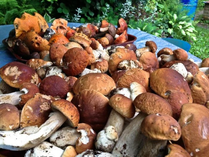 Какие грибы растут на востоке