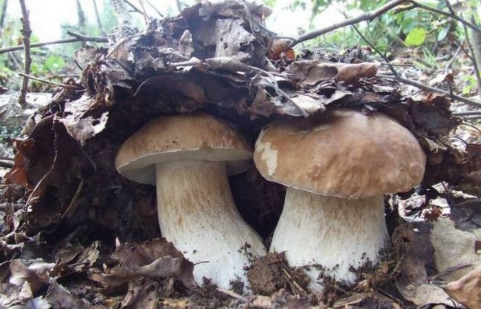 Сколько времени растут грибы белые после дождя