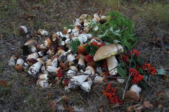 Где собирают грибы в Приморском крае