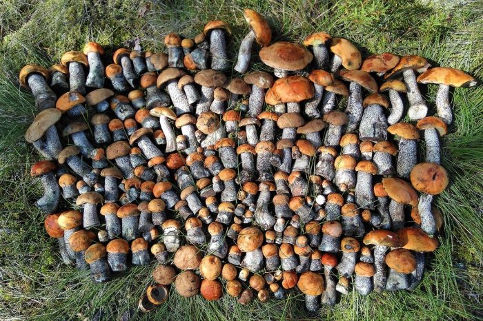 Сбор грибов в Ленинградской области