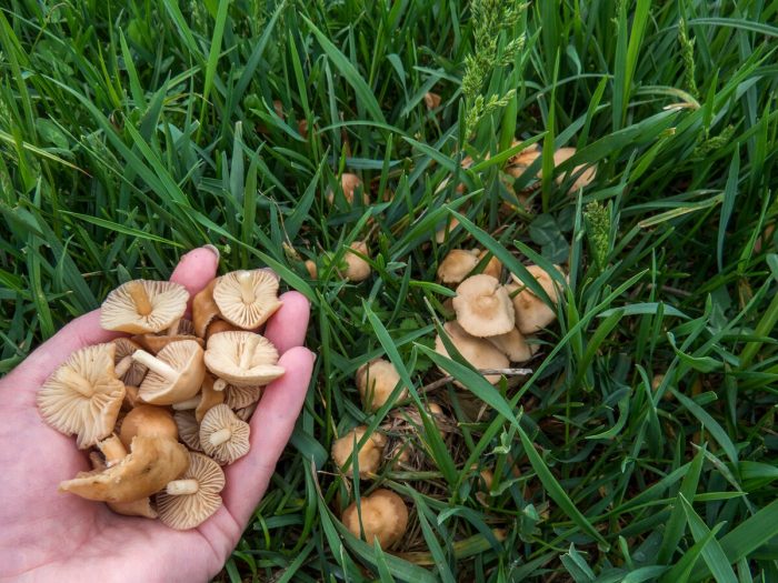 Луговые и полевые грибы