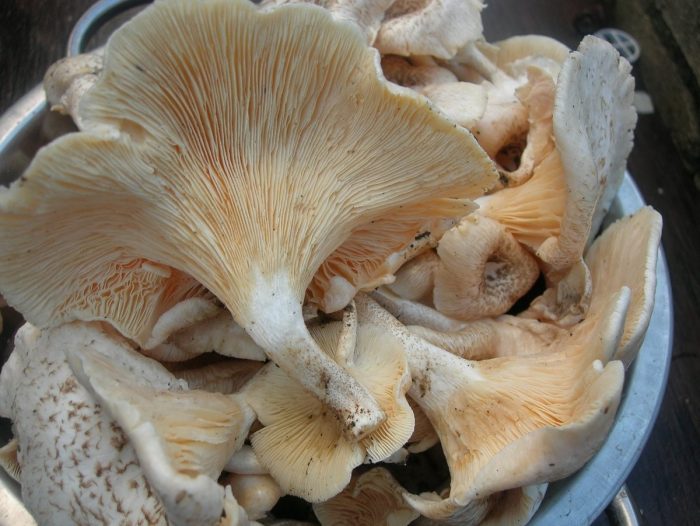 Какие грибы растут в Краснодаре