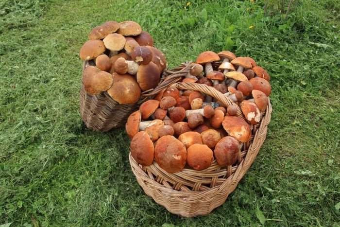 Где есть грибы в Челябинской области