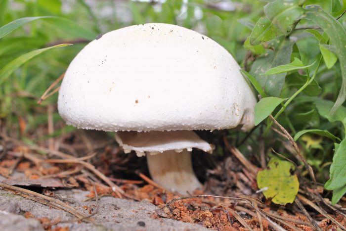 Агариковые грибы съедобные или нет