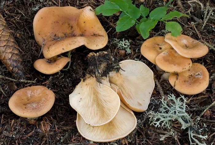 Какие грибы растут в Саратовской области