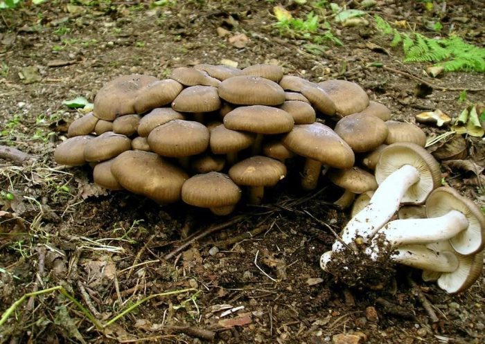 Какие грибы растут в Саратовской области