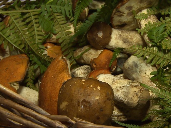 Где в Смоленске собирают грибы