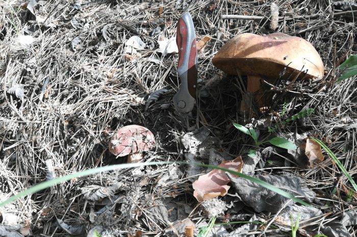 Какие грибы пошли в Новосибирской области
