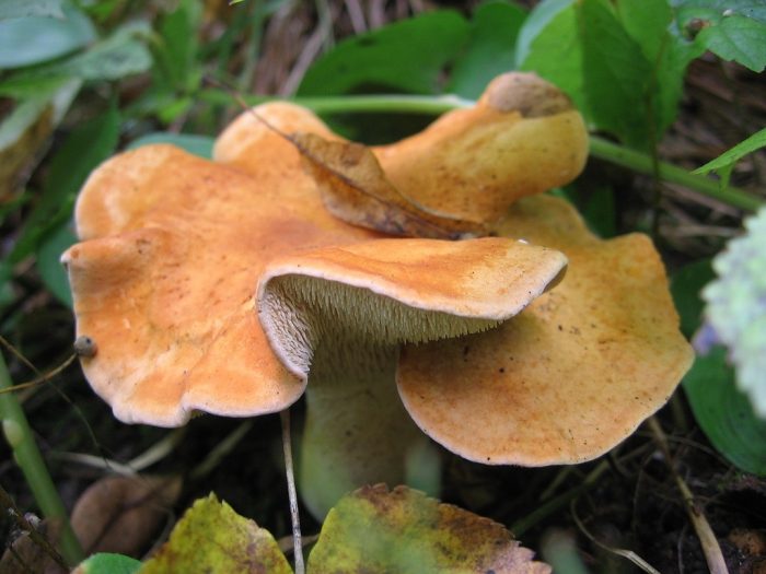 Съедобные и ядовитые грибы Удмуртии