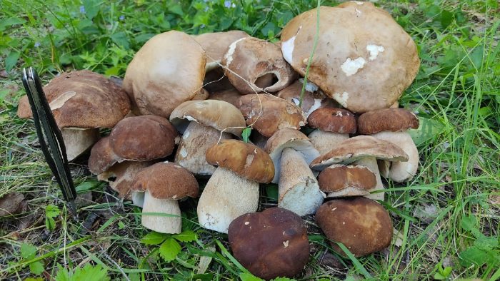 Грибы и грибные места в Нижегородской области