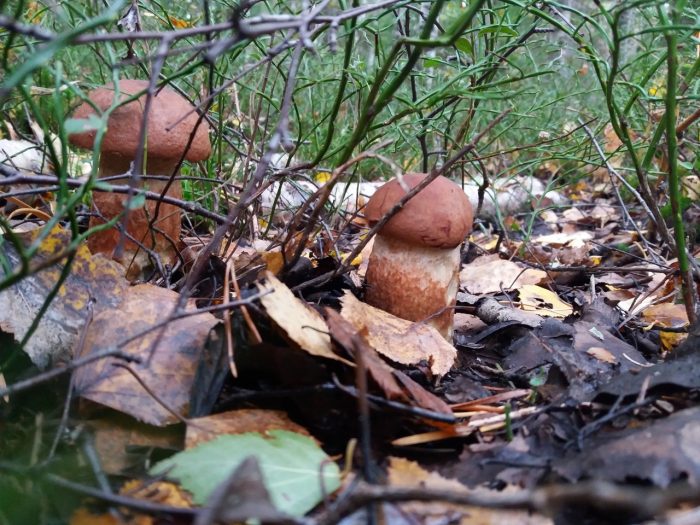 Где грибы в Ярославской области