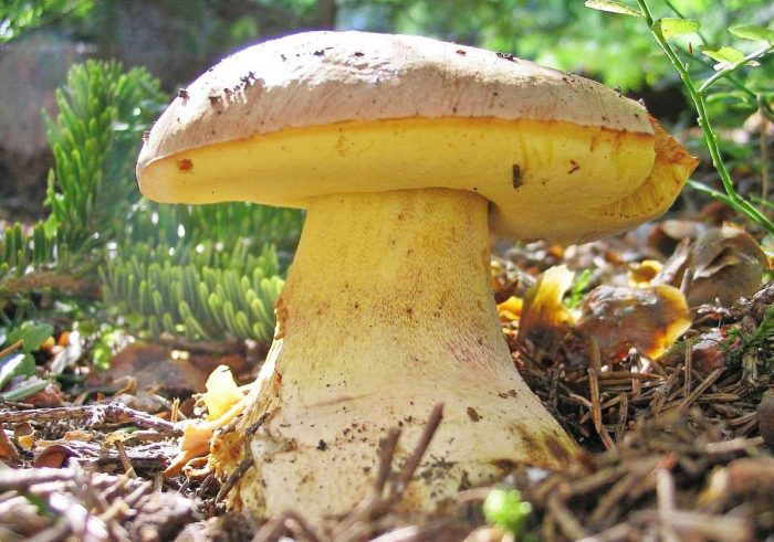 Какие бывают белые грибы