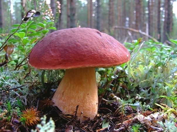 Какие бывают белые грибы