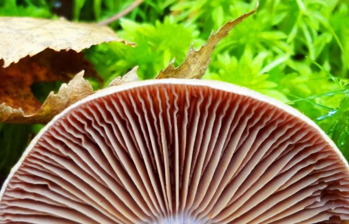 Какие грибы относятся пластинчатым