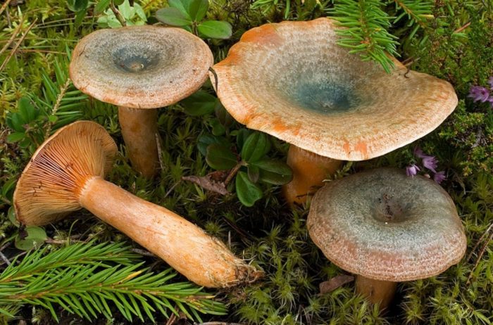 Какие грибы относятся пластинчатым