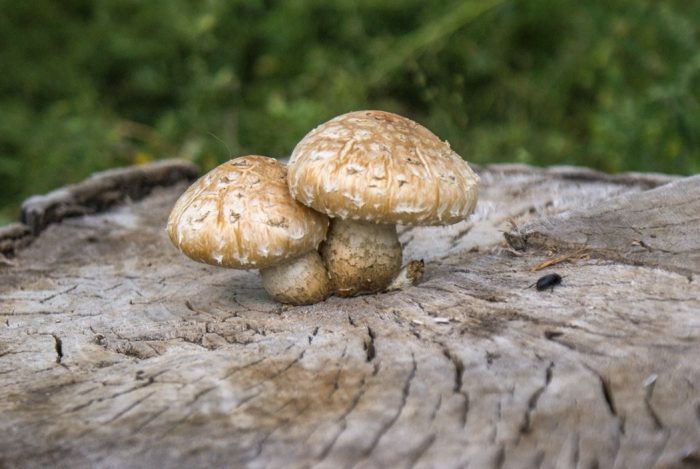 Какие грибы растут на пнях
