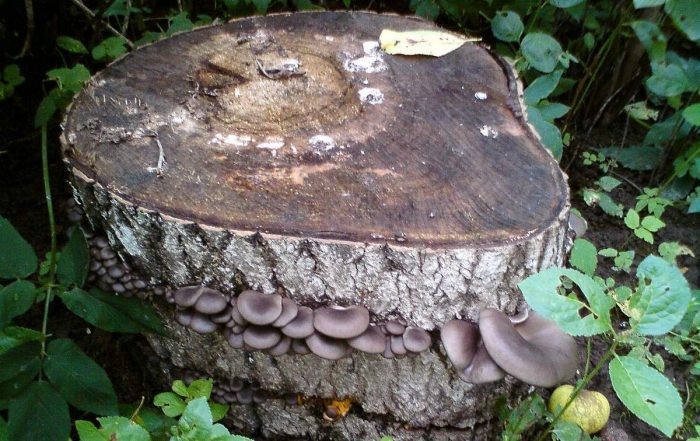 Какие грибы растут на пнях