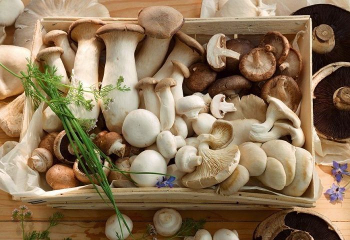 Рейтинг самых вкусных грибов