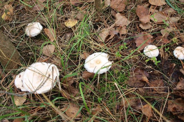 Где собирают грибы в Калининградской области