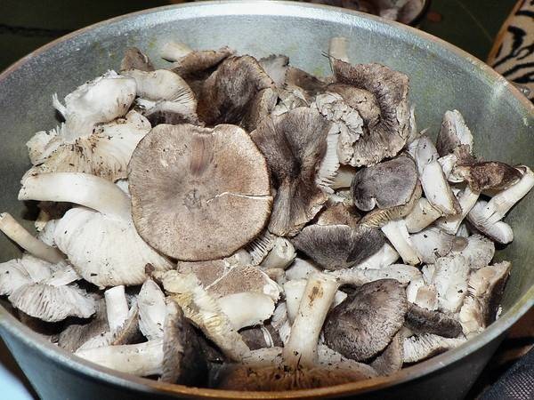 Сколько времени варить рядовки грибы