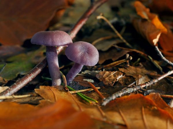 Редкие грибы можно найти в лесах Удмуртии