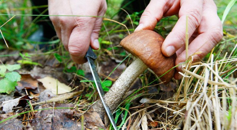 Иле-Алатауский национальный парк прокомментировал слухи о запрете сбора грибов: 23 августа 2016, 18:06 - новости на Tengrinews.kz