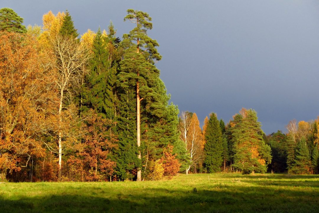 Деревья Ленинградской области - фото и изображения: 68 шт