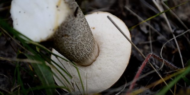 У молодого подосиновика «гриб» под шляпкой светлый, с возрастом он начинает темнеть