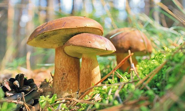 Польский гриб (Imleria badia): информация, где растет, фото