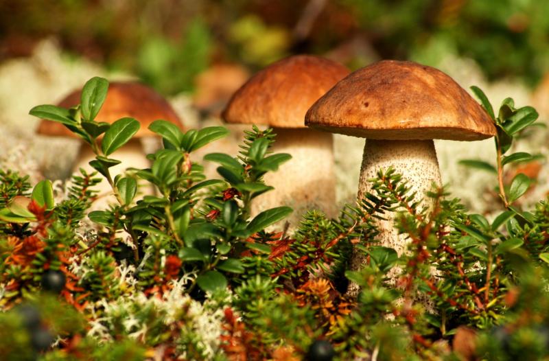 Как чистить грибы: рыжики, белые грибы, сыроежки, подосиновики, грузди, лисички, вешенки и другие