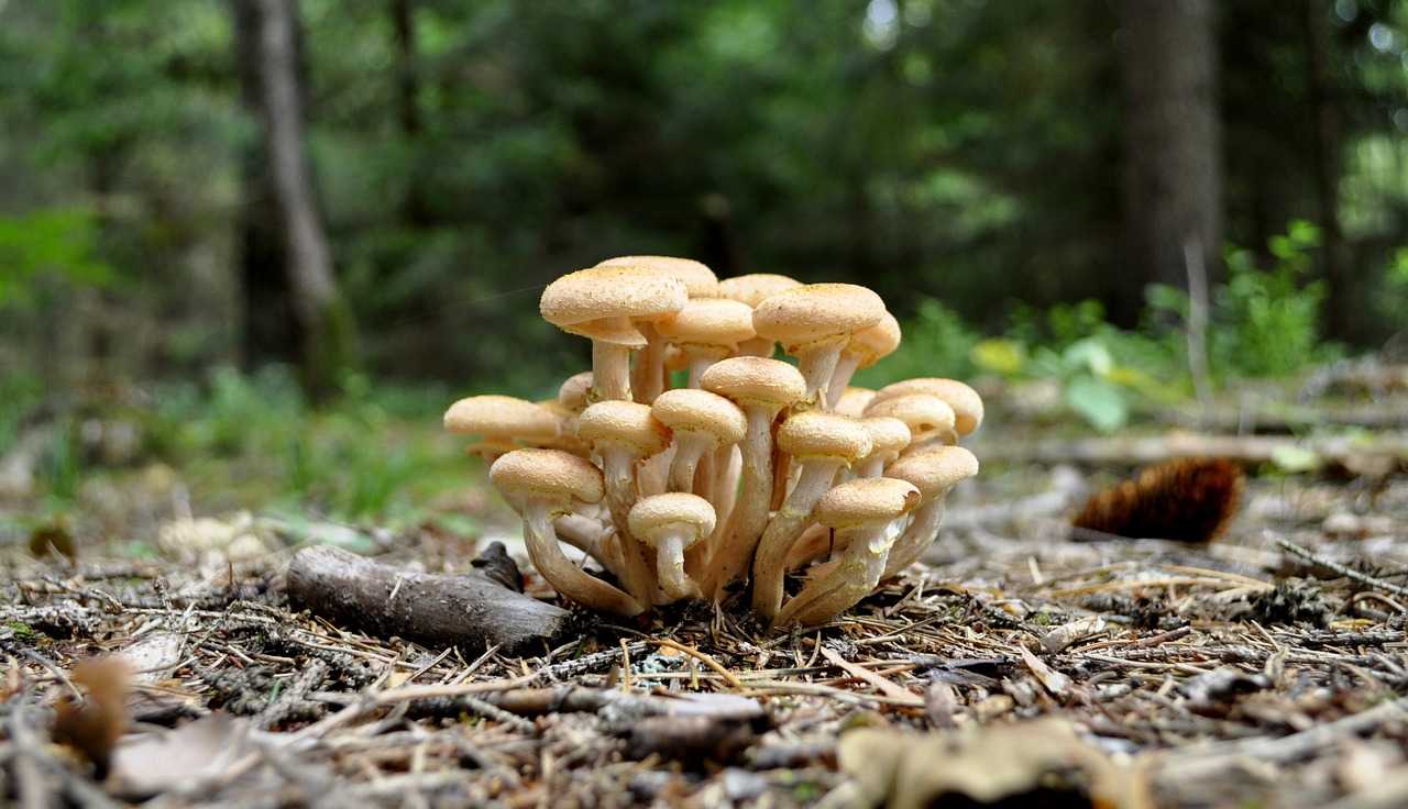 Отчетное сообщение о грибах - Природа мира
