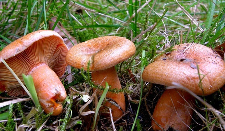 Рыжики и лисички: отличия, как выглядят грибы на фото