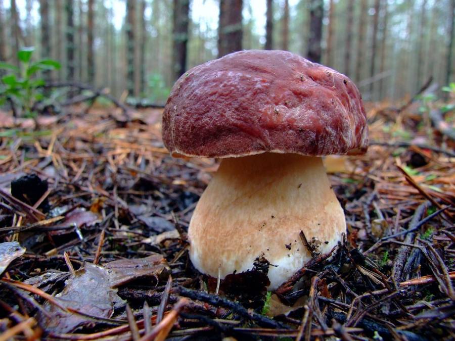 Польза белых грибов для животных - Новости - Soppsted