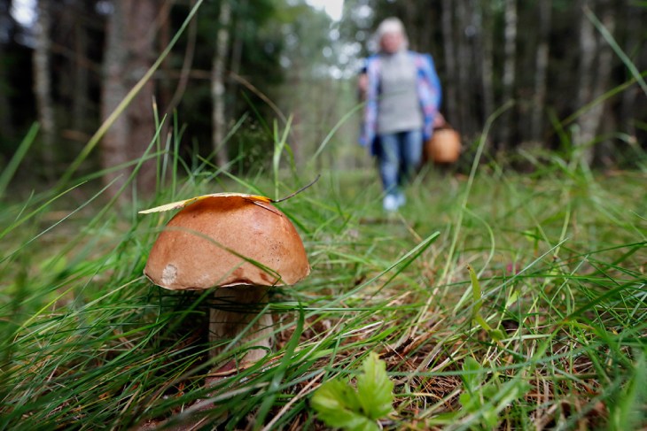 Налог на сбор грибов и ягод - белорусы начали платить за дары леса
