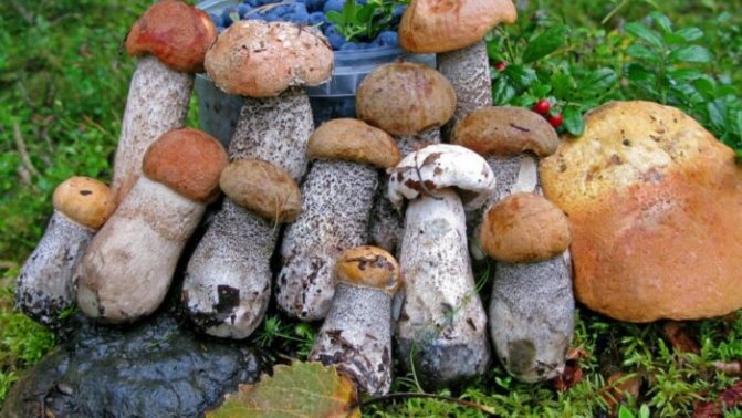съедобные грибы, которые растут в зависимости от сезона