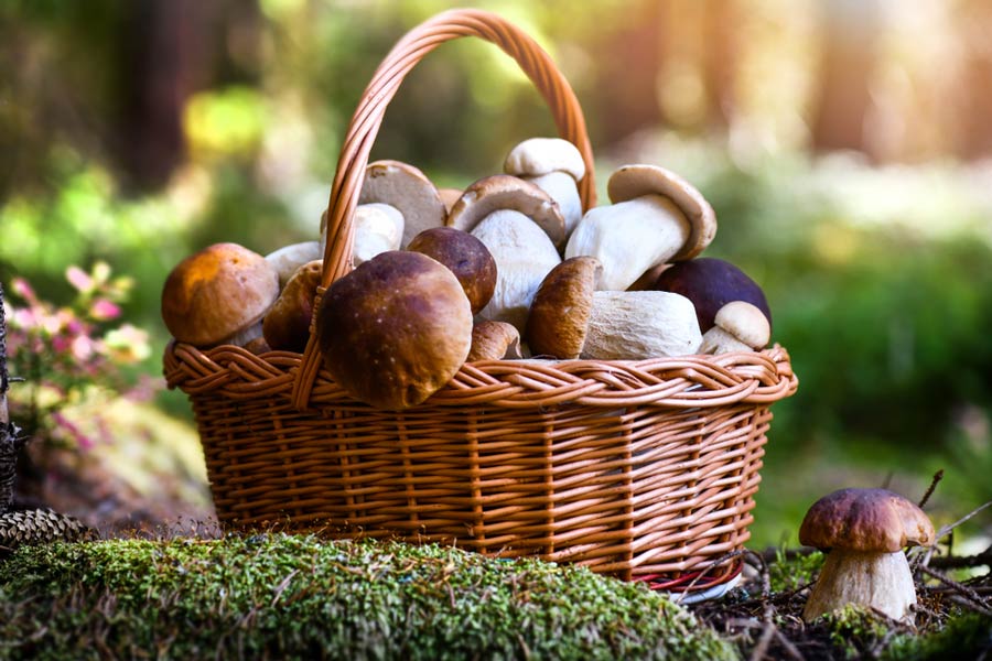 Как сушить грибы: запас на зиму | Метро-блог