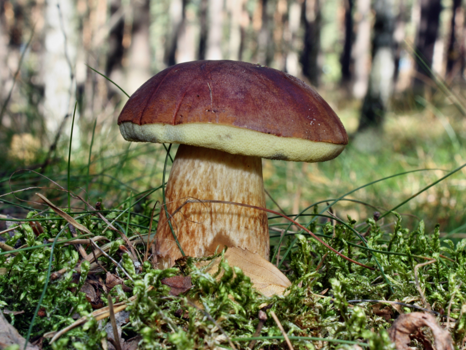 Польский гриб (Xerocomus badius) замороженный - Njordas