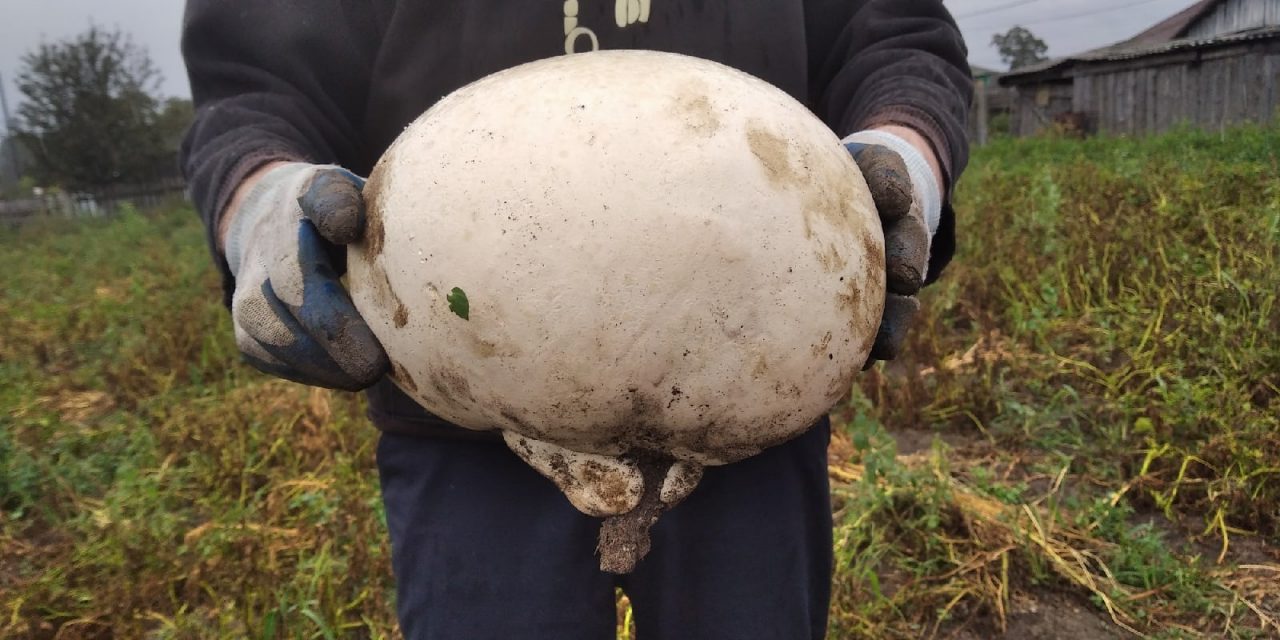 Баскетбольным мячом: жительница Тюмени нашла в своем огороде большой гриб | Вслух.ру