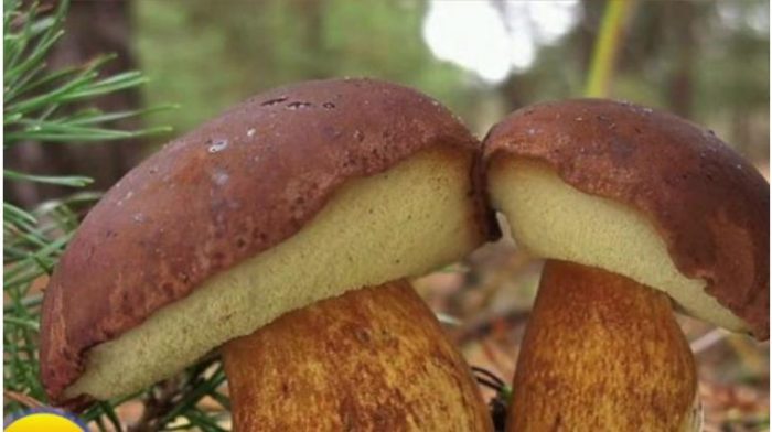 Можно ли сушить польский гриб