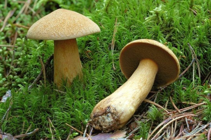 Можно ли есть грибы моховик