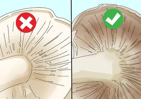 Как определить съедобные и несъедобные грибы