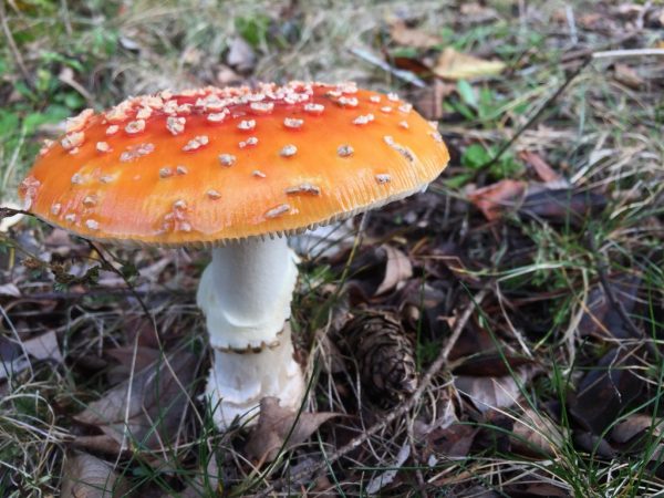 Ядовитые грибы могут вызвать серьезное отравление