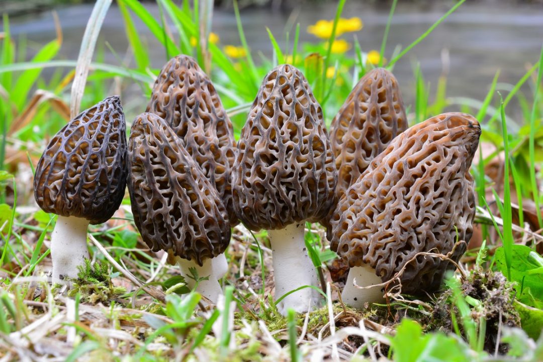 5 весенних грибов - известных и не очень. Описание, фото — Ботаничка